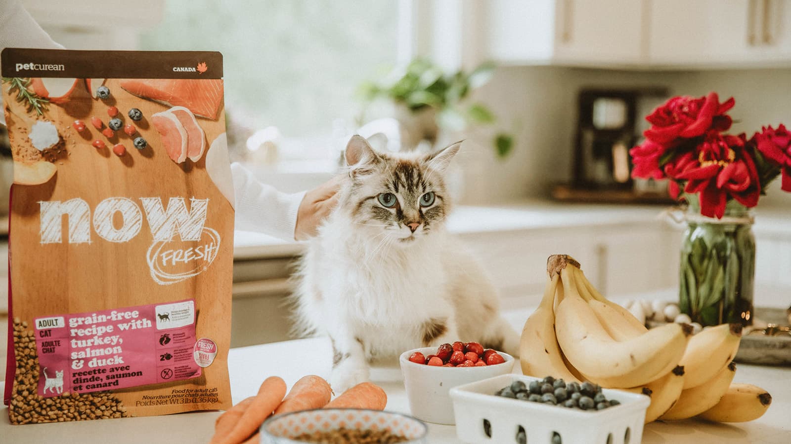 Superfoods to Your Cat