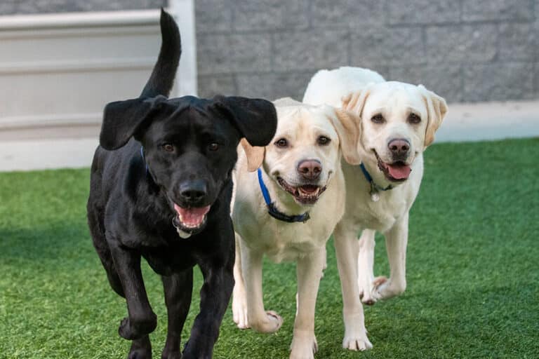40 Essential Things to Consider When Planning to Adopt a Dog
