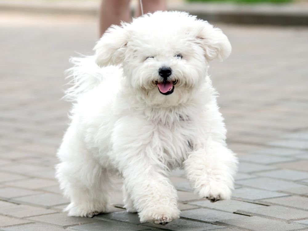Bichon-Frise-