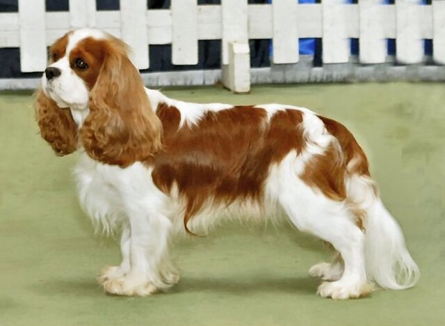 Cavalier King Charles Spaniel A Cutest Dog Breed