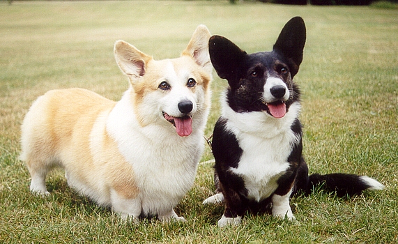 Corgi (Pembroke & Cardigan)