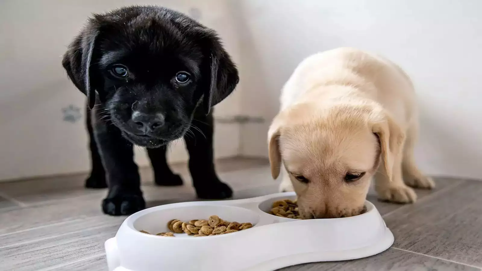 First meal for puppy