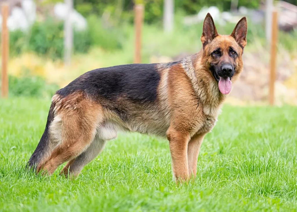 German Shepherds are intelligent, loyal,