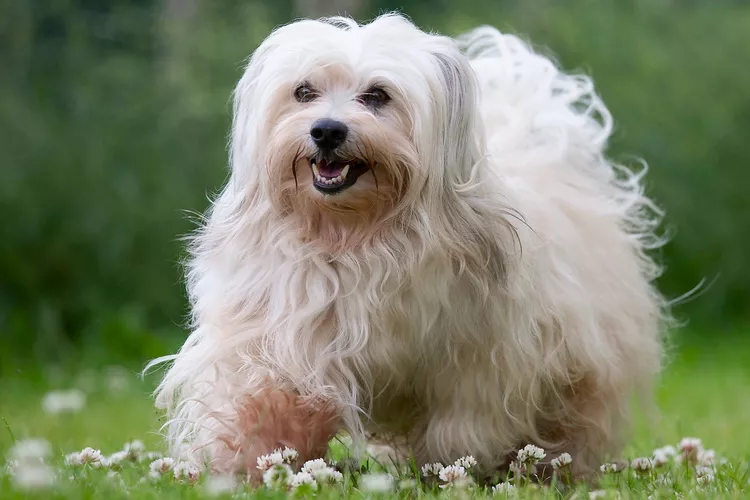 top 40 Cutest Dog Breeds