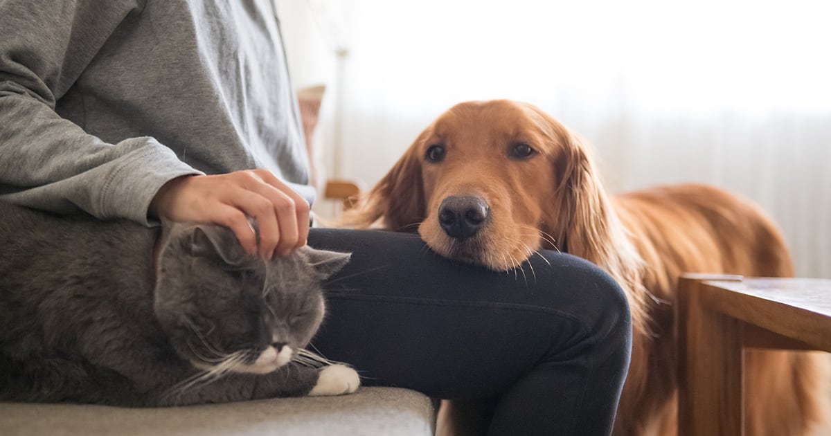 How Pets Help in Stress Management