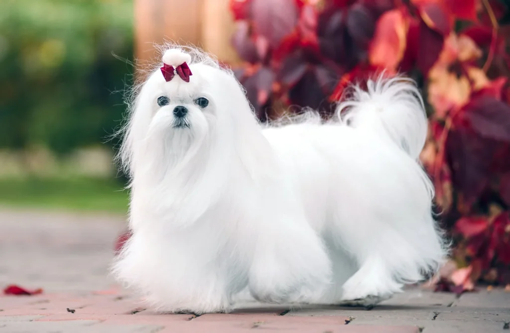 Maltese Best cute Dog - Is one of the 40 Cutest Dog Breeds