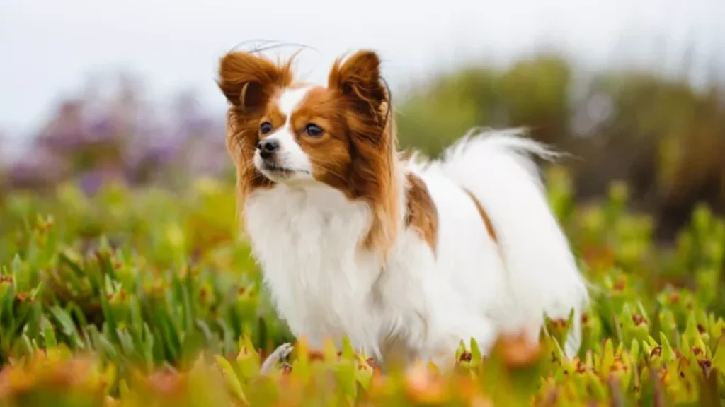 Papillon