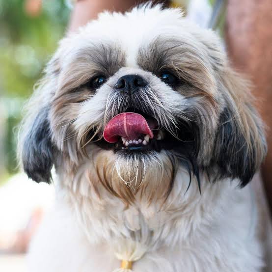 Shih Tzu CUte Dog Breed